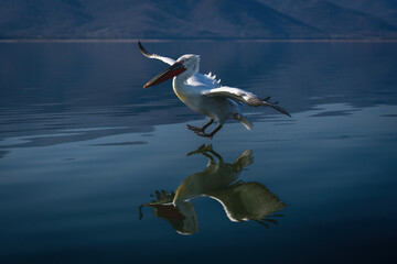 Dalmatian pelican about to land on water