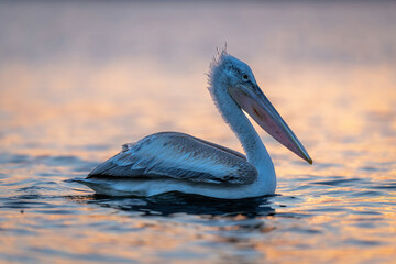 Dalmatian pelican backlit at sunrise on lake