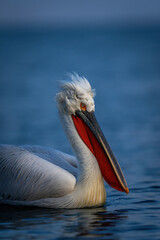 Close-up of Dalmatian pelican swimming through lake