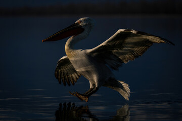 Dalmatian pelican about to land on lake