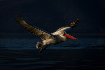 Dalmatian pelican flies over lake in sunshine