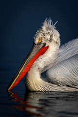 Close-up of Dalmatian pelican swimming in lake
