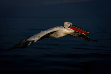 Dalmatian pelican flies over water by mountains