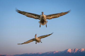 Fototapeta na wymiar Dalmatian pelican flies over mountains with another