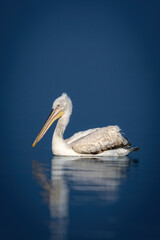 Dalmatian pelican in profile on calm lake