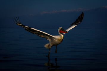 Fototapeta na wymiar Dalmatian pelican flies across lake beside mountains