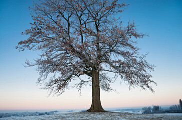 Baum Früh Morgens  im Winter