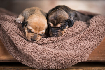 Little puppy breed is sleeping