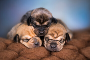 Obraz premium A beautiful little dog sleeps on a blanket
