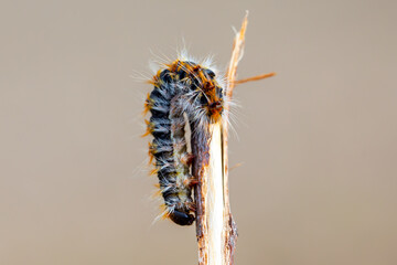 Pine caterpillar on a tree branch. Invertebrate insect macro photo. Poisonous and dangerous insect. spring plague.