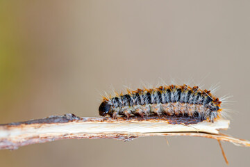 Pine caterpillar on a tree branch. Invertebrate insect macro photo. Poisonous and dangerous insect. spring plague.