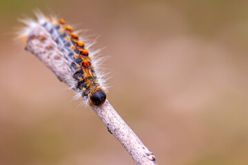 Pine caterpillar on a tree branch. Invertebrate insect macro photo. Poisonous and dangerous insect. spring plague.