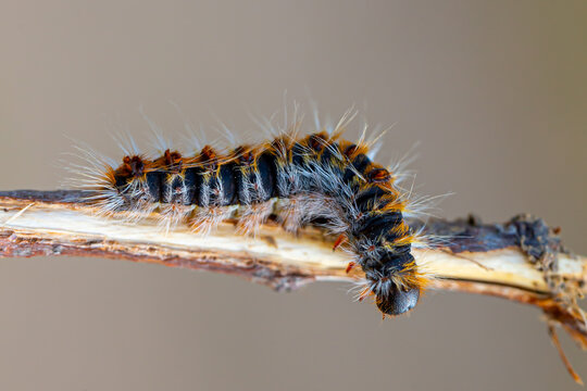 Pine caterpillar on a tree branch. Invertebrate insect macro photo. Poisonous and dangerous insect. spring plague.