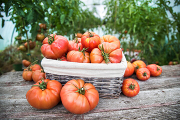 Fototapeta na wymiar Tomatoes vegetable garden, organic products