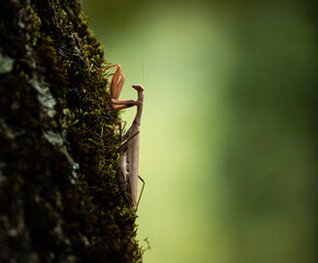 A praying mantis sits on a tree trunk.
