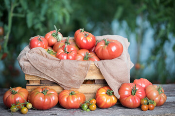 Vegetables, Tomatoes,  on desk in garden