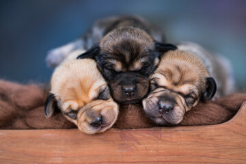 Little puppies sleeping in bed
