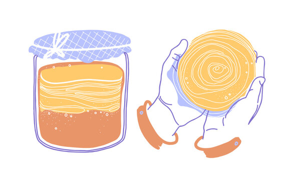 Kombucha fermented probiotic homemade tea. Scoby in human hands. Mushroom, glass jar with fungus drink. Flat cartoon style. Hand-drawn vector sketch.