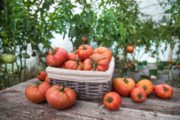 Tomatoes vegetable garden, organic products