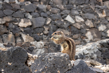 Chipmunk in the natural habitat, Fuerteventura