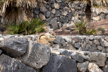 Chipmunk in the natural habitat, Fuerteventura