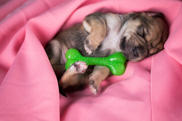 A little dog sleeps with a rubber bone on a pink blanket