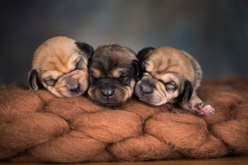 Obraz premium Little cute puppies are sleeping on a blanket