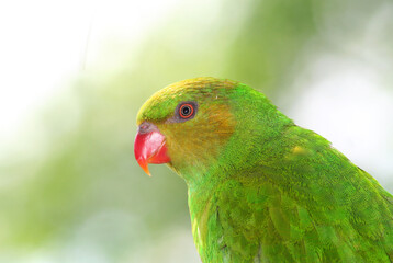 Portrait of a Parakeet with blurred background 