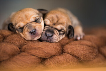 Obraz premium Little cute puppies are sleeping on a blanket