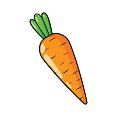 food, vegetables. carrot illustration