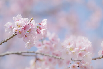 満開の桜の花　3月