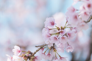 満開の桜の花　3月