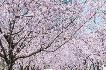 満開の桜の花　3月