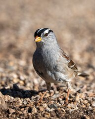 Obraz premium White-crowned Sparrow