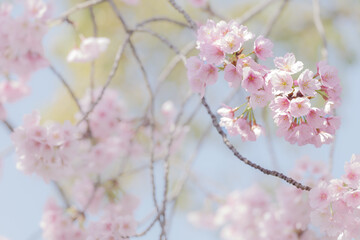 Obraz premium 満開の桜の花 3月