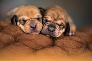 Little cute puppies are sleeping on a blanket