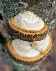 closeup of exotic bracket fungi living under our own noses.