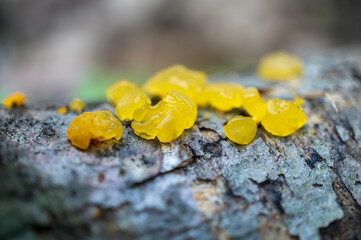 closeup of exotic fungi living under our own noses