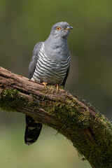 Cuckoo perched on branch