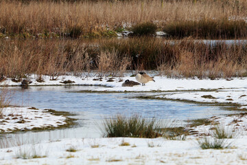 A stunning image of a goose in a field covered in white snow with beautiful contrasting colours.