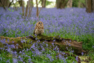 Tawny Owl in bluebell forest