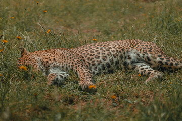 Large adult leopard, jaguar, cheetah cat. Wild cat with orange fur and black spots, zoo animal mammal sun bathing