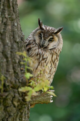 Long eared owl on oak tree