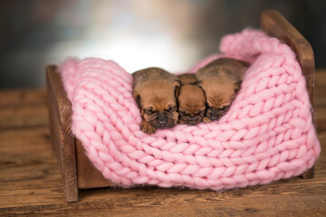 The dogs sleep on a wooden bed