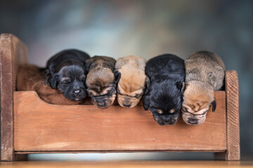 The dogs sleep on a wooden bed