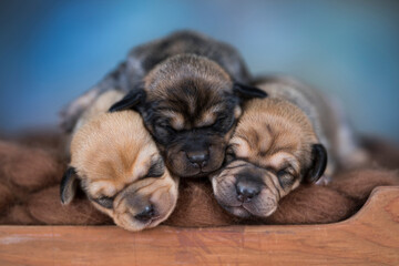 The dogs sleep on a wooden bed
