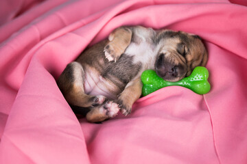 A little dog sleeps with a rubber bone on a pink blanket