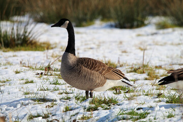 A stunning image of a goose in a field covered in white snow with beautiful contrasting colours.