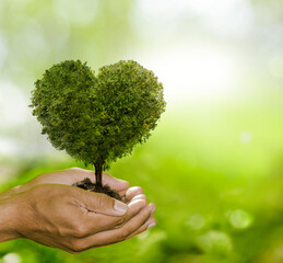 Fototapeta Baum in Herzform in einer Hand obraz