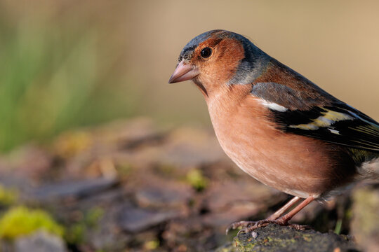 Close up of common chaffinch at water side